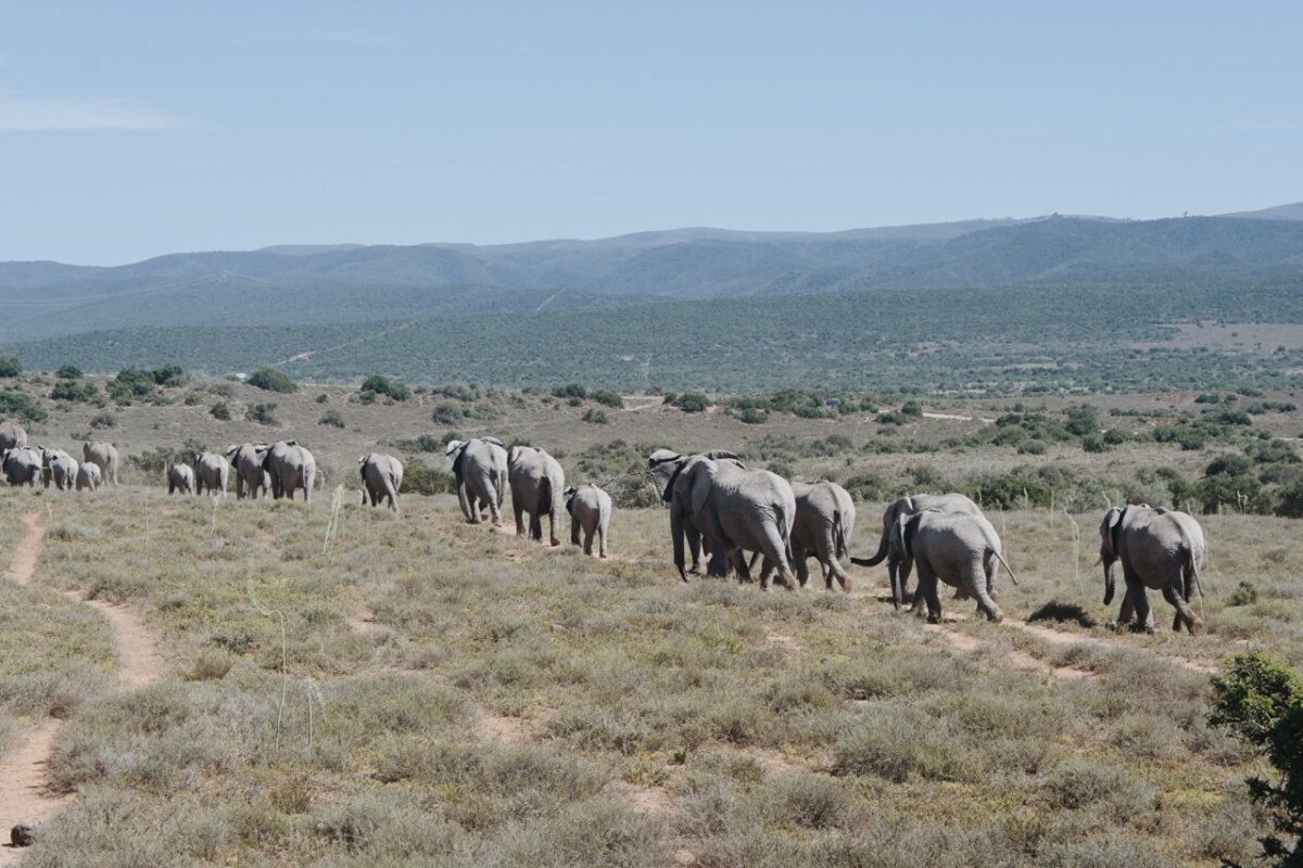 Africa Safari Addo Elephant Park