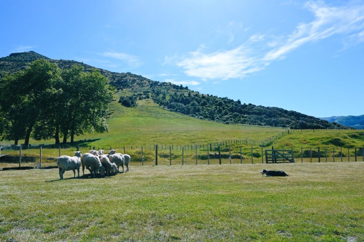 Canterbury Sheep Farm Cruise Excursion New Zealand