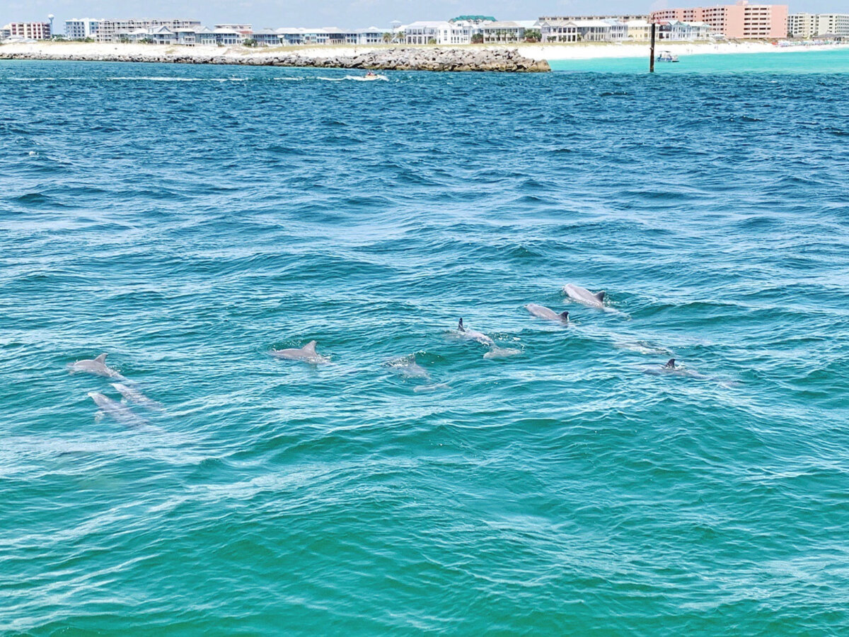 Dolphin Cruise in Destin, Florida