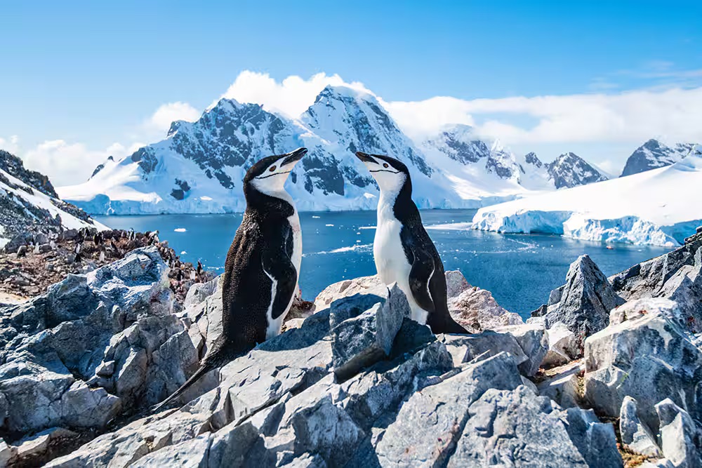 Norwegian Cruise Line Antarctica Cruises with Penguins