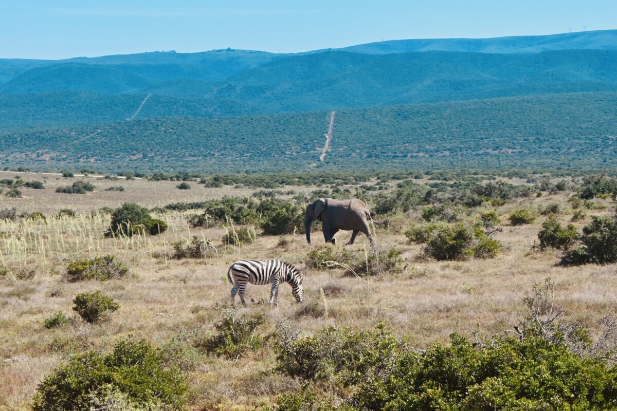 Africa Safari Cruise Excursion