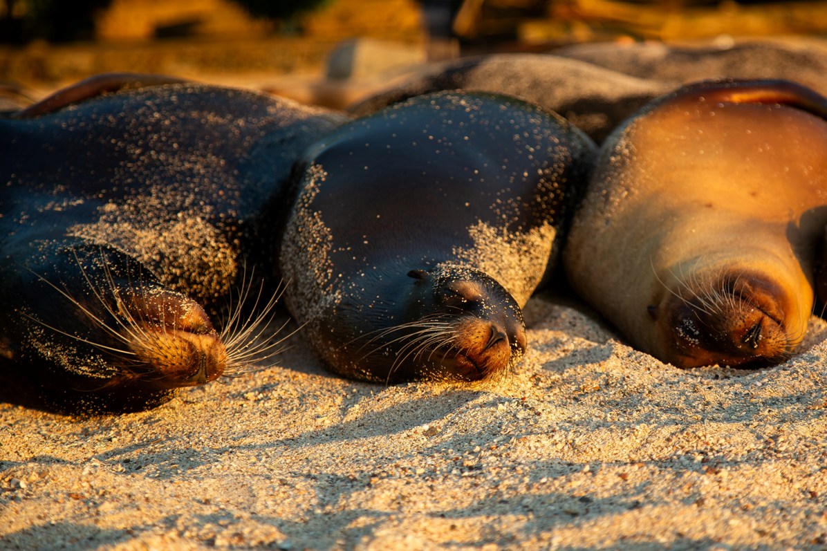 Sea lions on Galapagos Island