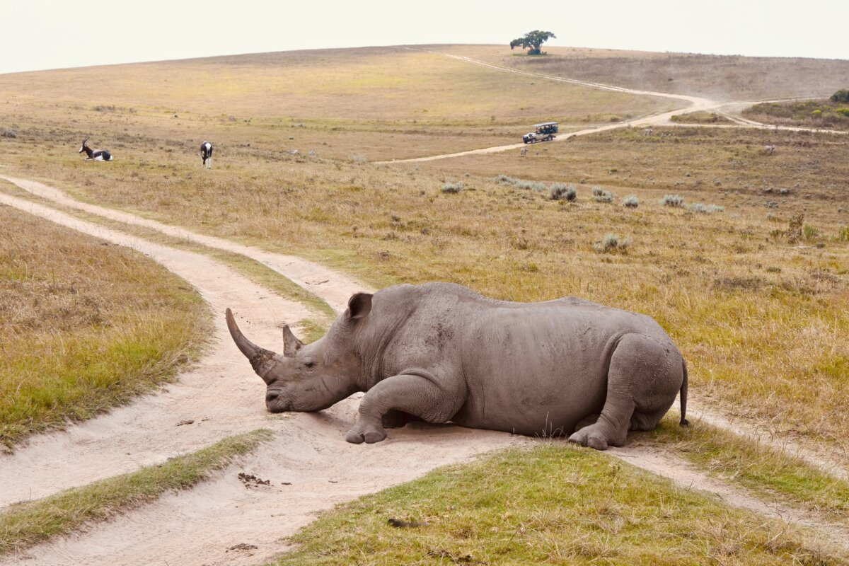 Rhino during African safari cruise excursion