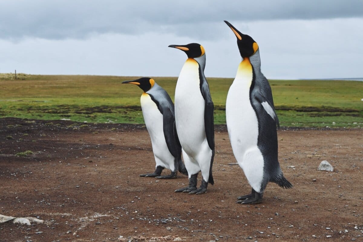 Penguins at Bluff Cove at Falkland Islands on Celebrity Equinox Patagonia Cruise