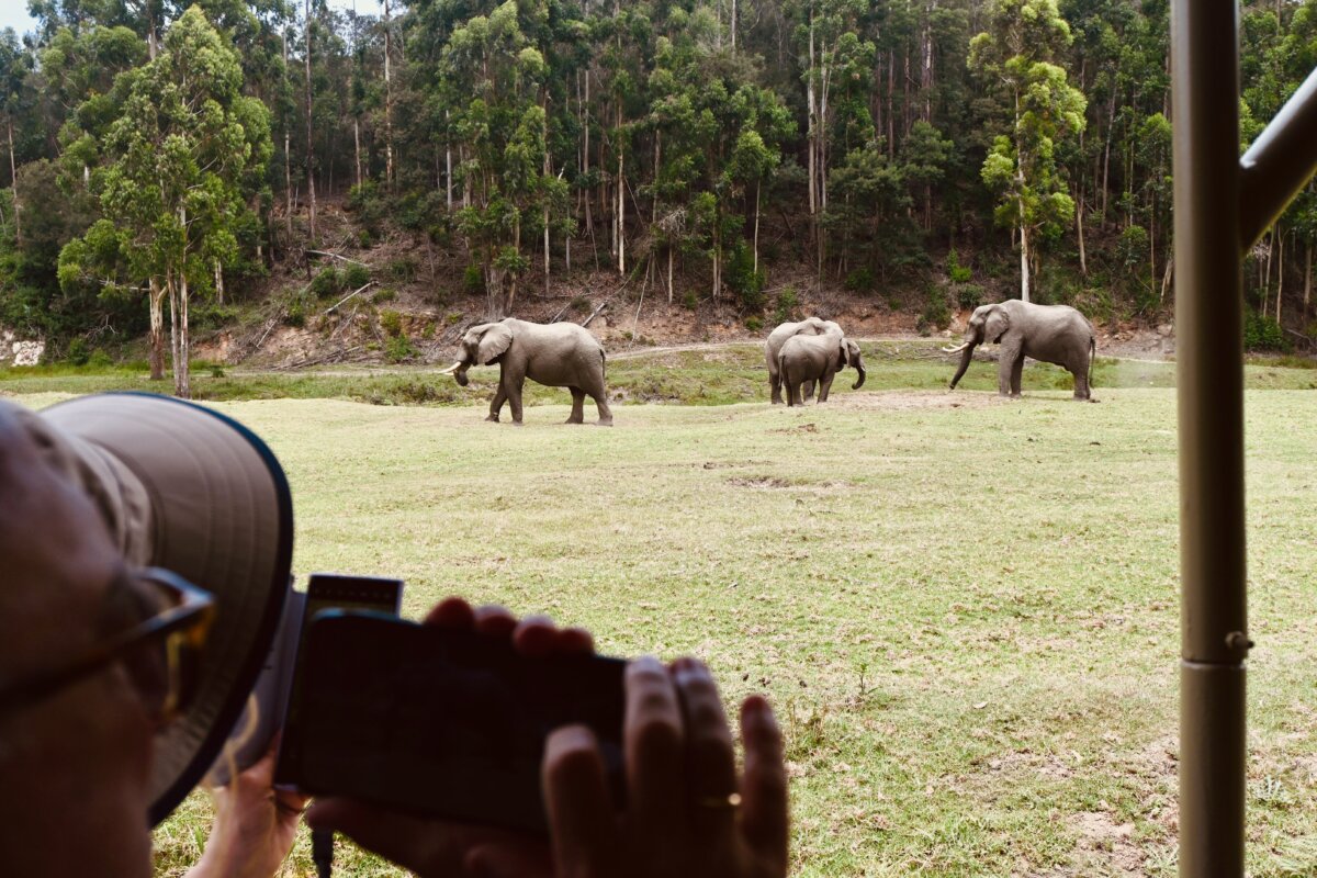 Elephants during African Safari cruise excursion