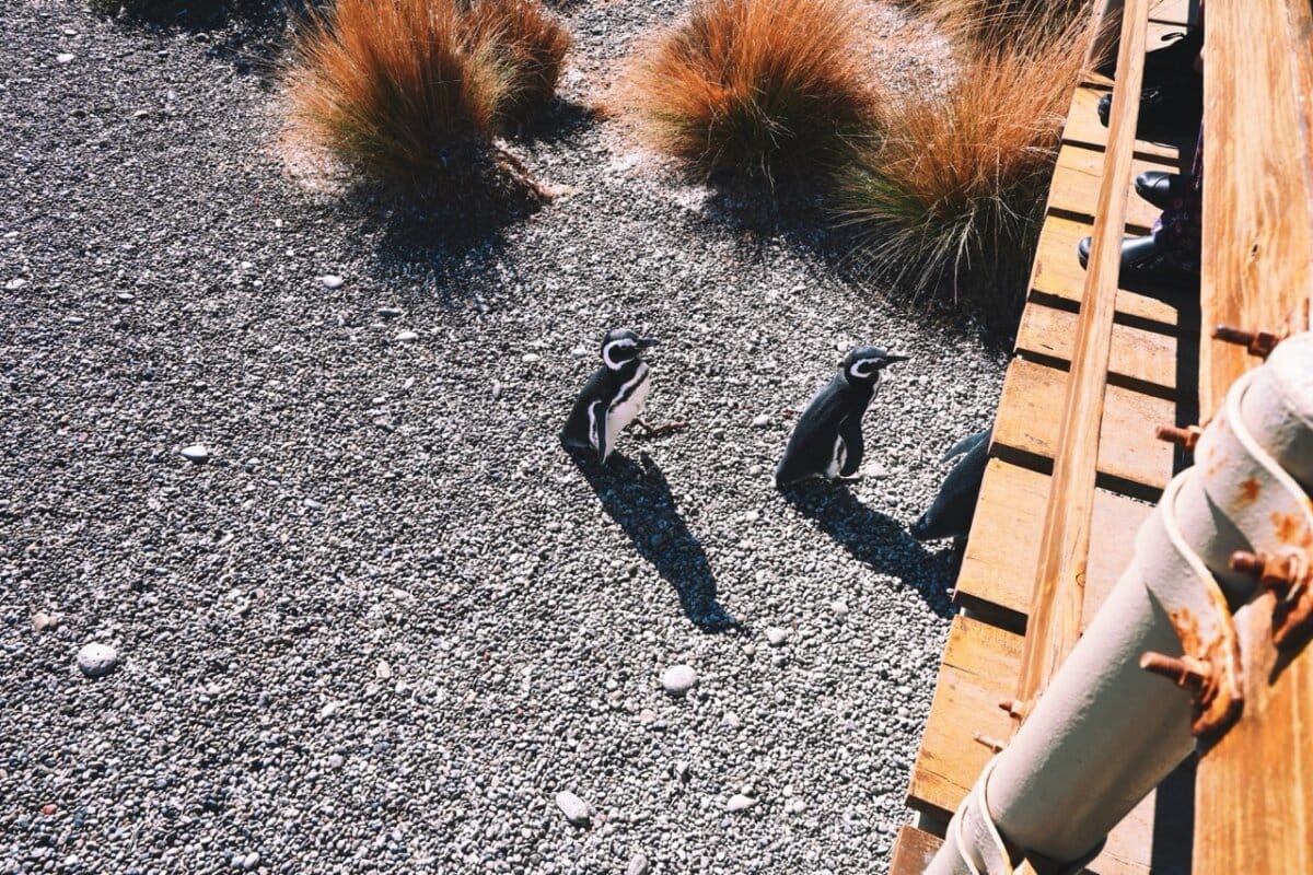 Penguins at Punta Tombo, Argentina