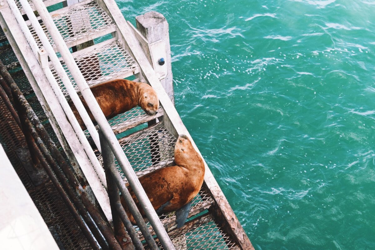 Sea Lions at Puerto Madryn, Argentina