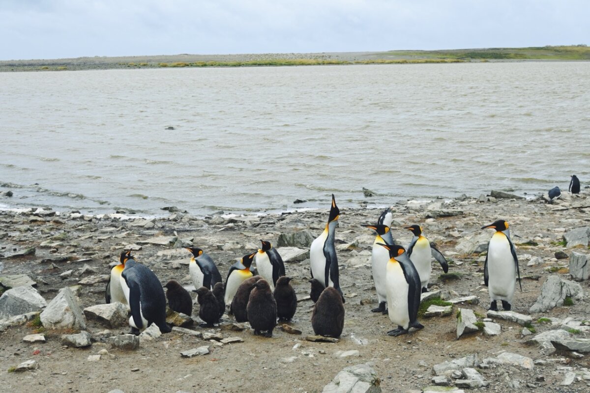 Falkland Island penguins at Bluff Cove Lagoon