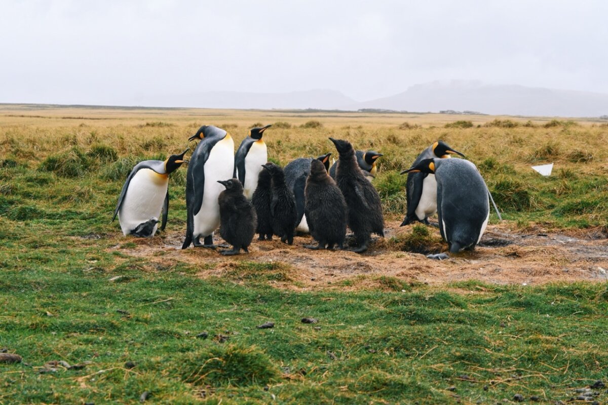 Falkland Islands Shore Excursion Penguins at Bluff Cove