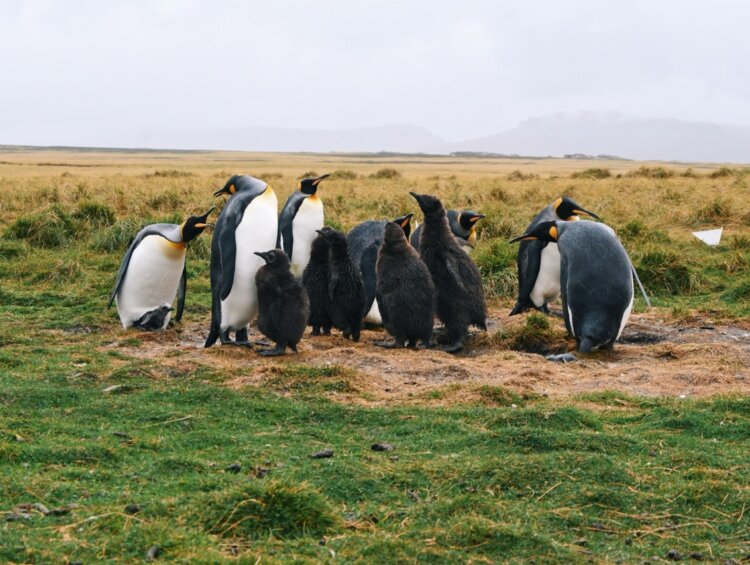 Falkland Islands Shore Excursion Penguins at Bluff Cove
