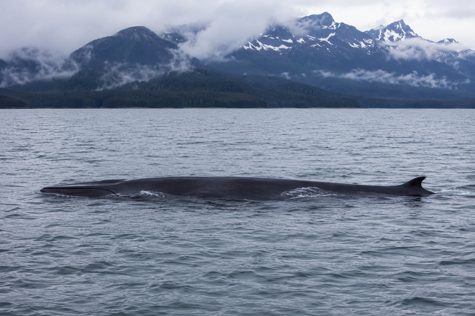 Fin Whale in Alaska Waters