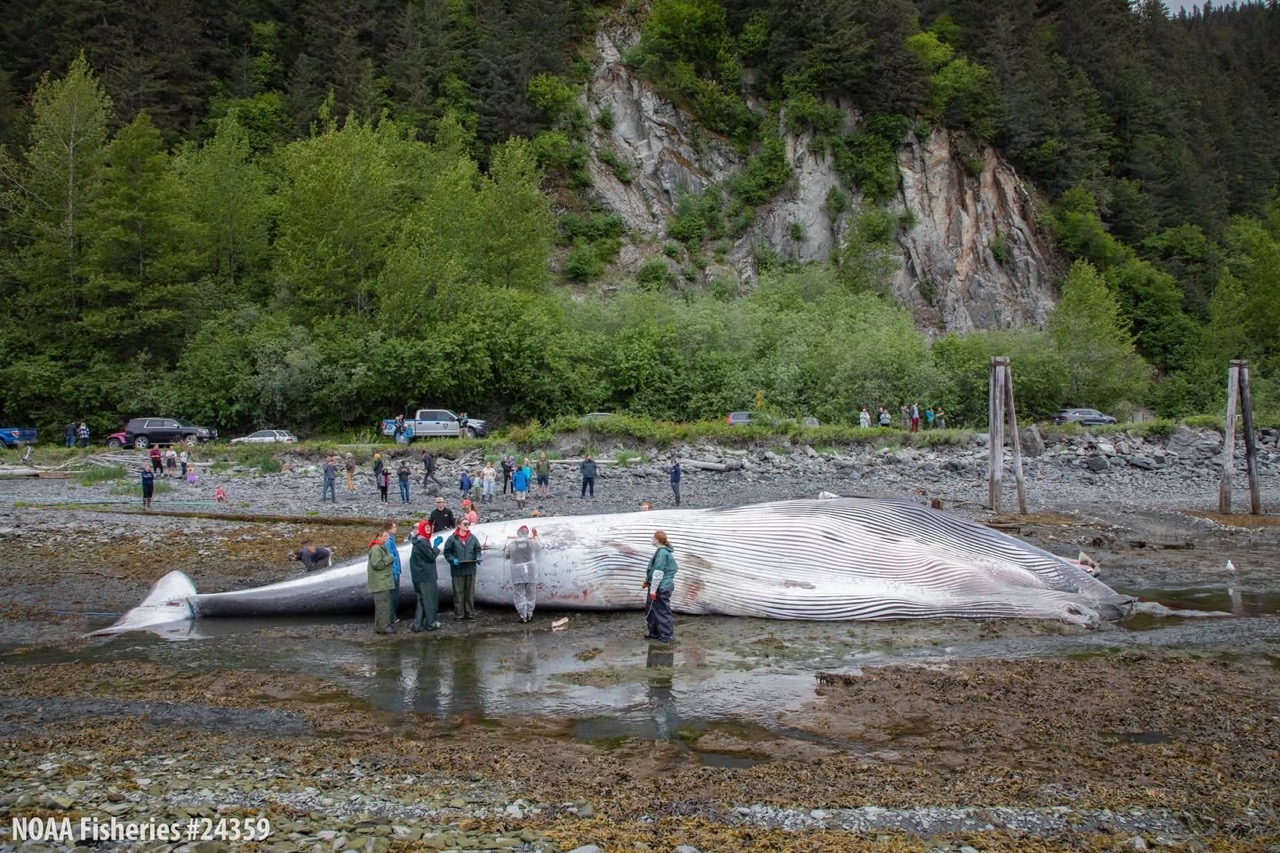 Fin Whale in Seward Alaska after Ovation of the Seas vessel strike