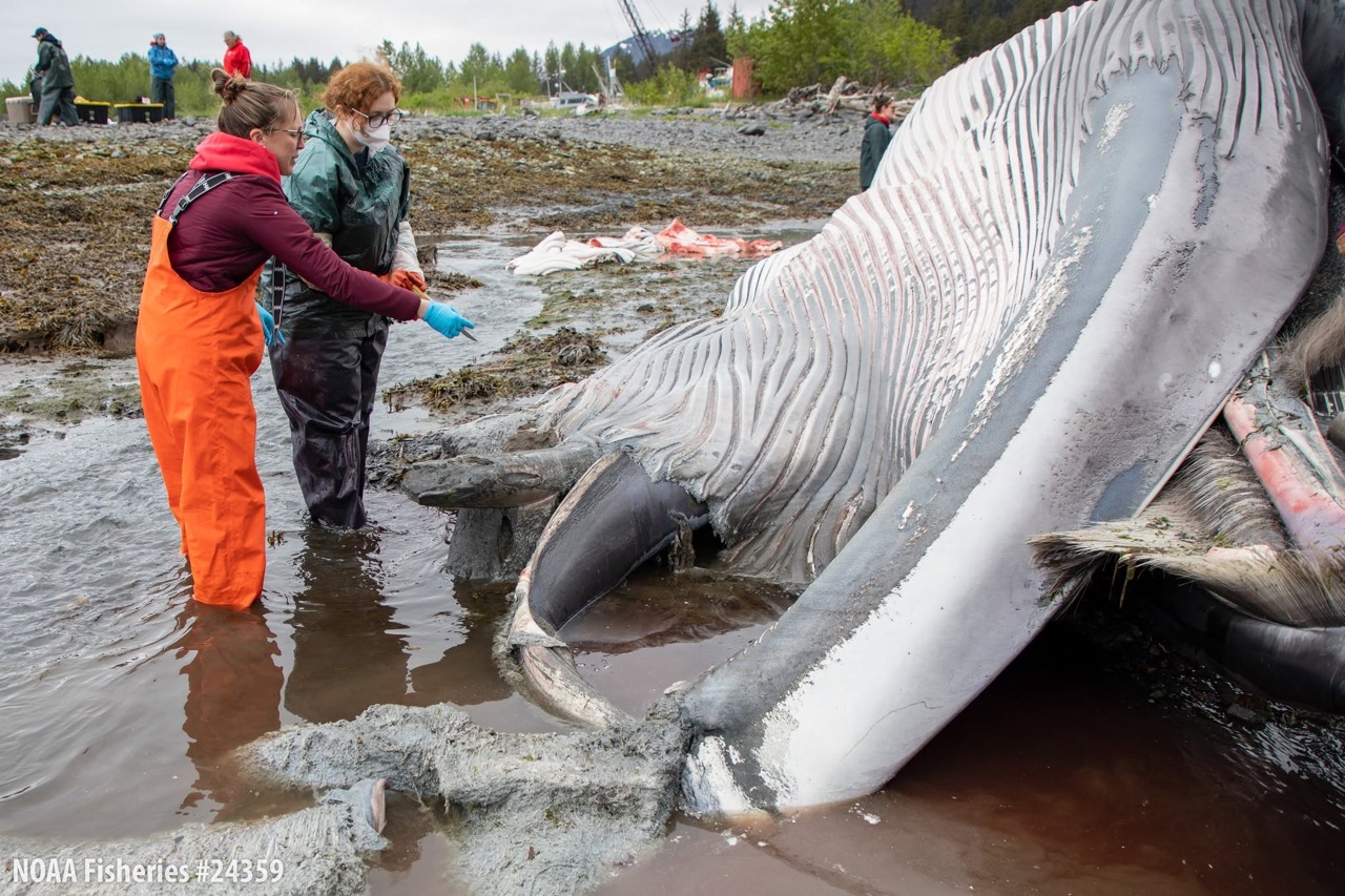 Fin Whale in Seward Alaska after Ovation of the Seas vessel strike
