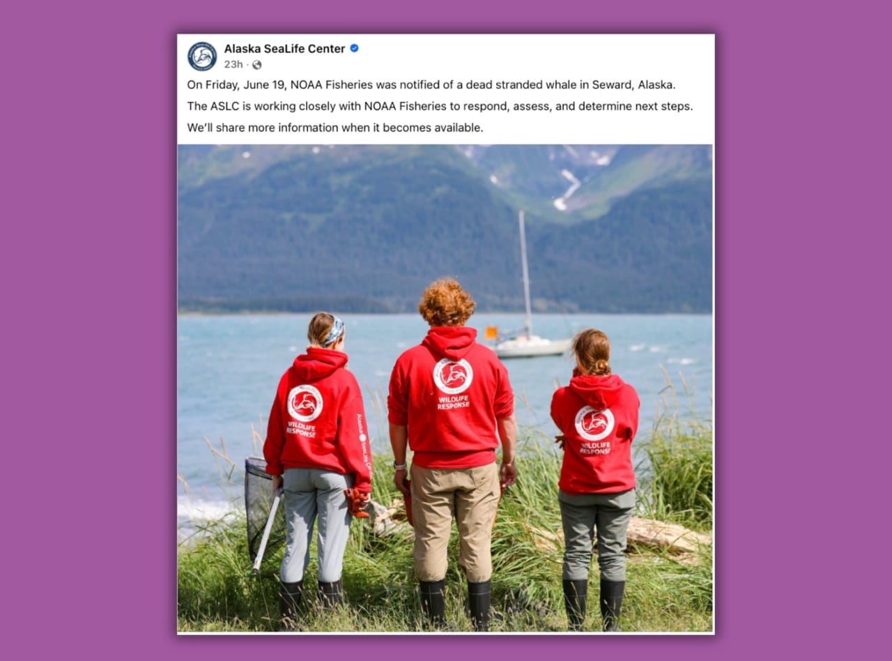 Ovation of the Seas News Story Whale Strike Seward Alaska