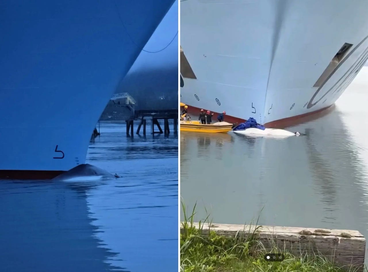 Ovation of the Seas Seward Fin Whale Strike