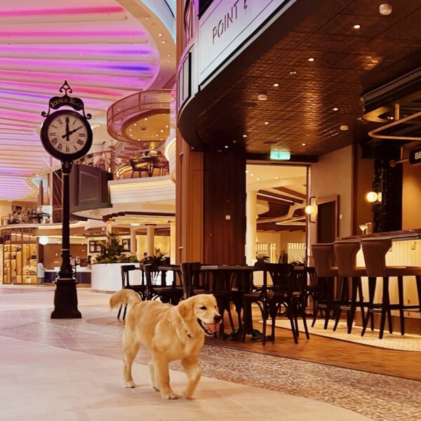 Chief Dog Officer on Icon of the Seas