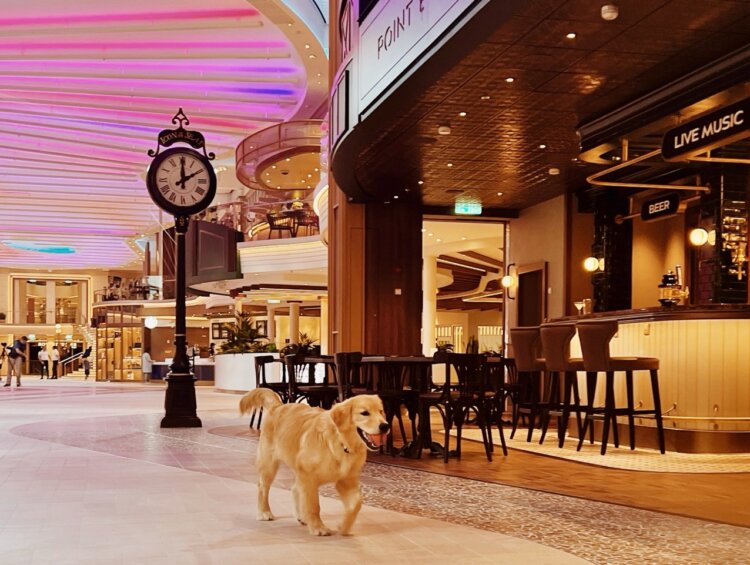 Chief Dog Officer on Icon of the Seas