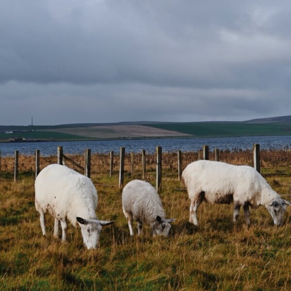 British Isles Cruise Sheep Excursion
