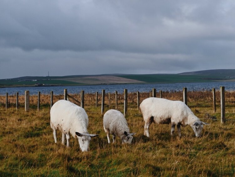 British Isles Cruise Sheep Excursion