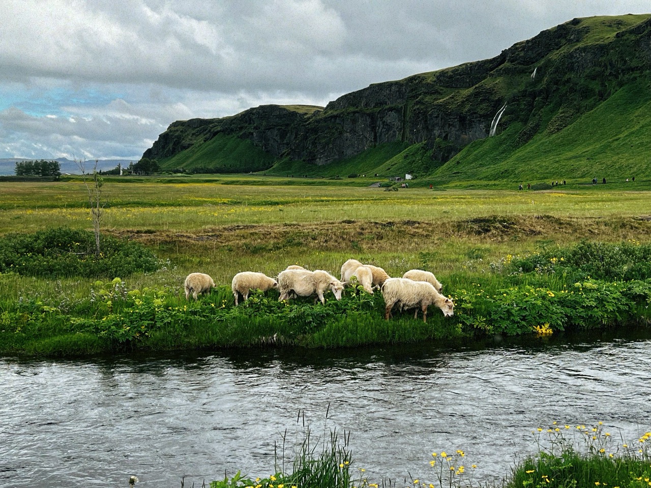 Sheep in Iceland Countryside 