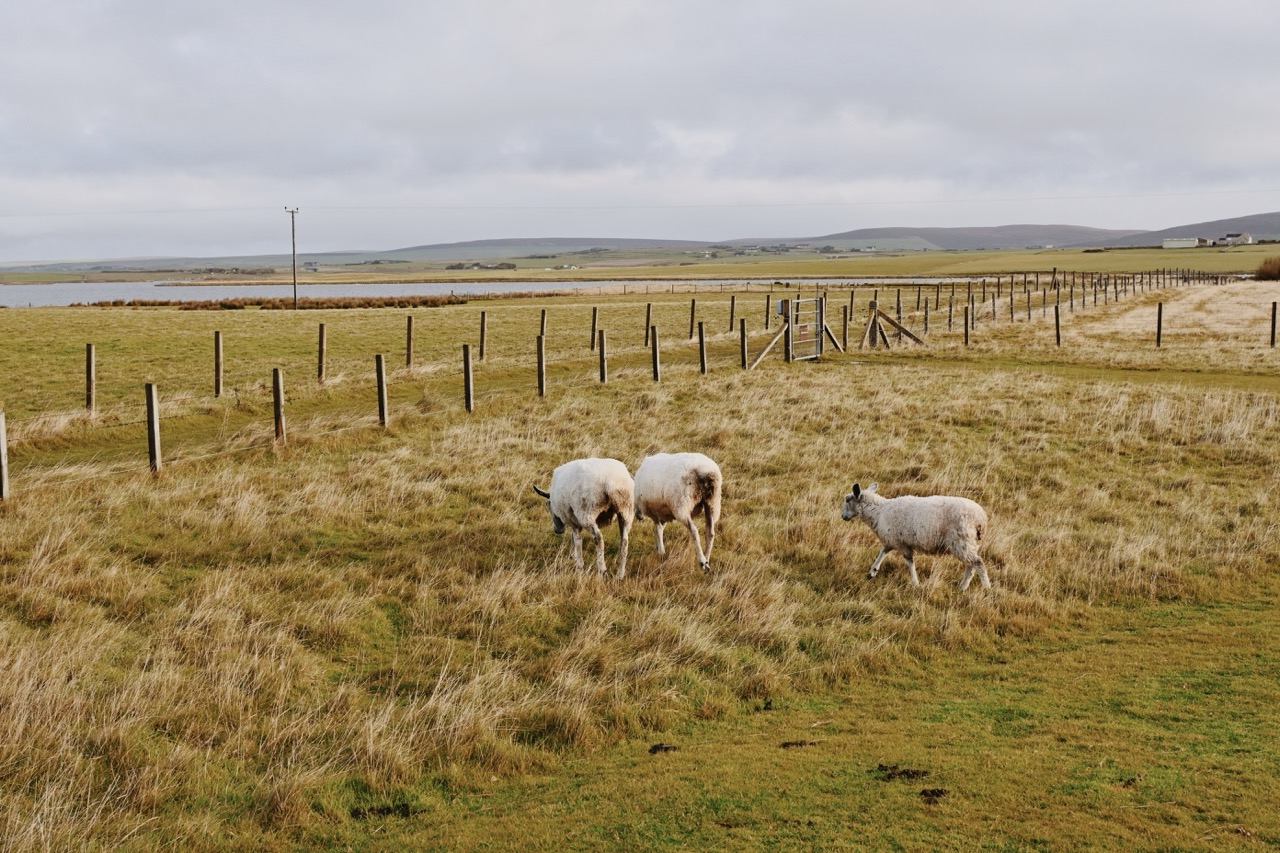 Kirkwall, Orkney sheep in pasture 